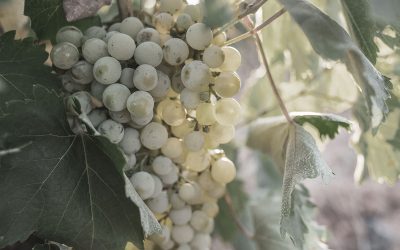 Misma uva, diferentes personalidades | Godello