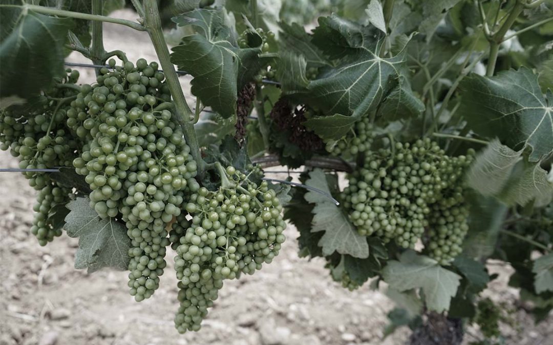 Verdejo DO Rueda – vinos Cepas con Historia