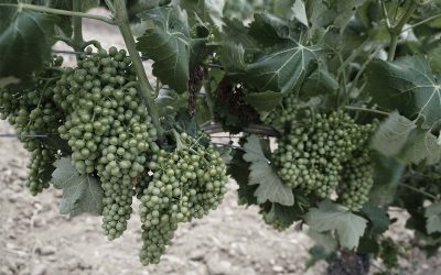 Misma uva, diferentes personalidades | Verdejo